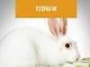 אשפוז 2 אשפוז חיות מחמד מרפאה וטרינרית פרישמן דיזינגוף