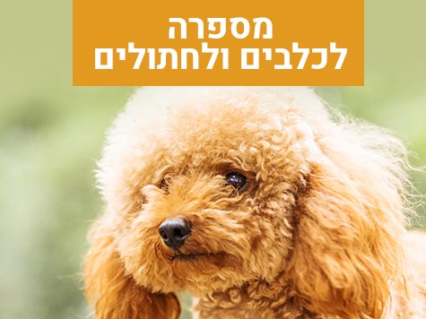 מספרה לכלבים וחתולים בתל אביב מרפאה וטרינרית פרישמן דיזינגוף