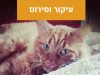 עיקור וסירוס 4 עיקור וסירוס מרפאה וטרינרית פרישמן דיזינגוף