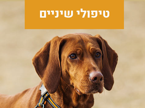 טיפולי שיניים לכלבים מרפאה וטרינרית פרישמן דיזינגוף