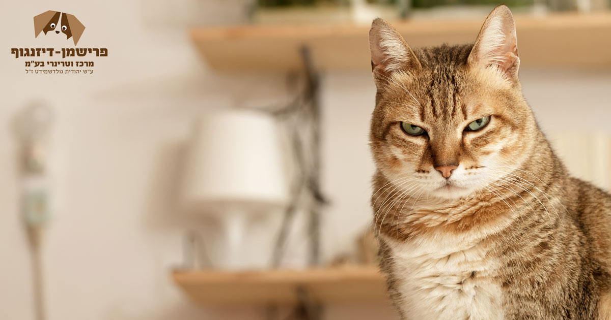 התנהגות חתול גוסס 5 התנהגות חתול גוסס