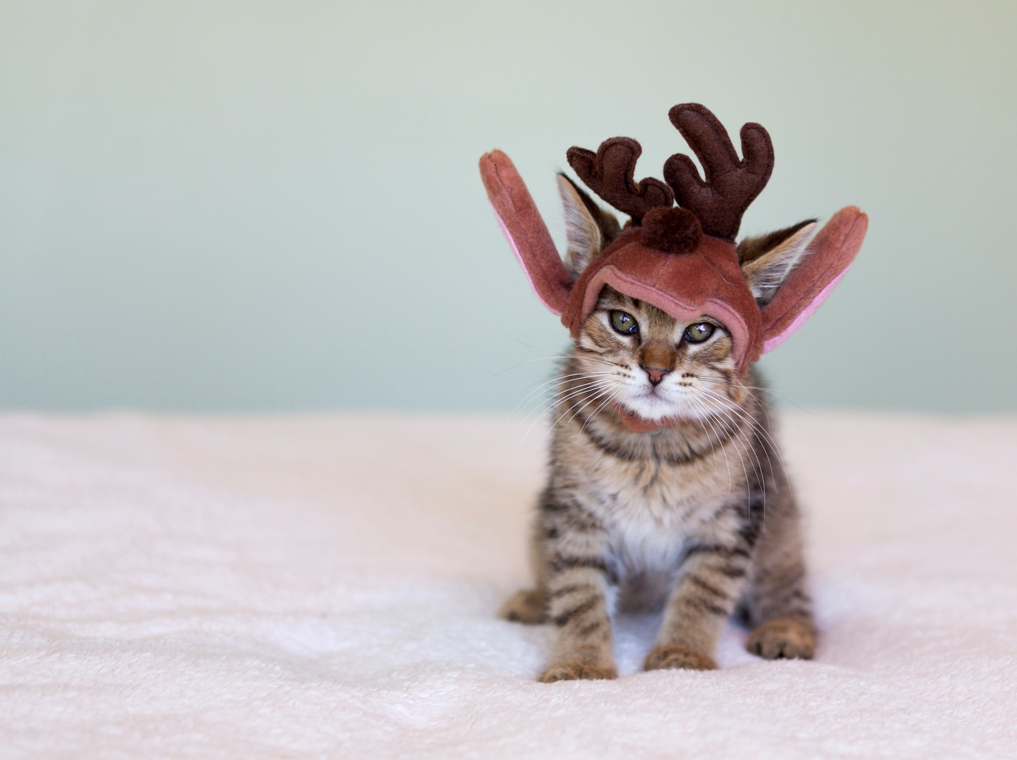 הטסת חתול לארה"ב 3 הטסת חתול לארה"ב