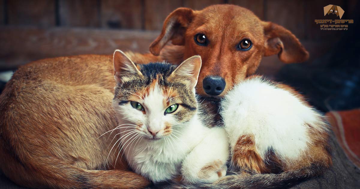 קלינאות תקשורת בעזרת בע״ח 6 חיסון בעלי חיים