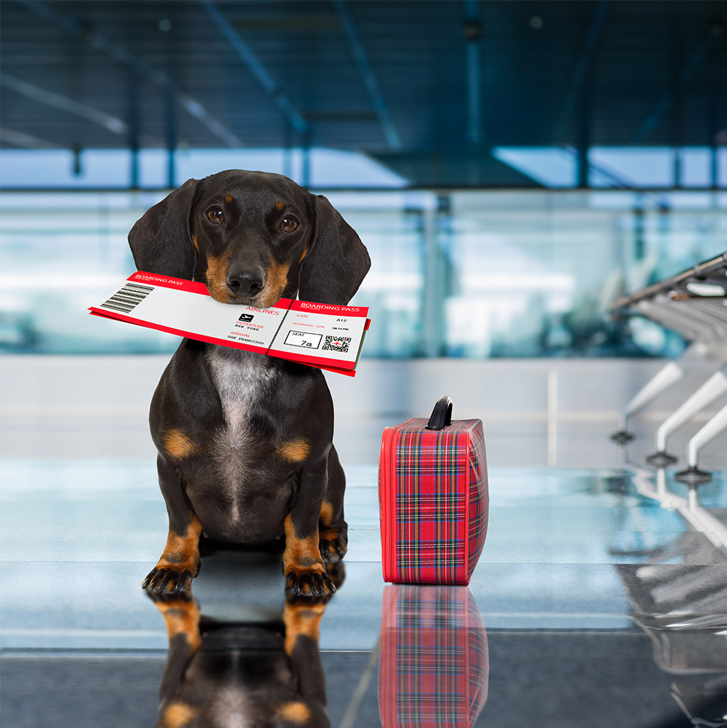 הכנות לקראת הטסת כלב לחול 2 הטסת בעלי חיים - מרפאה וטרינרית פרישמן דיזינגוף