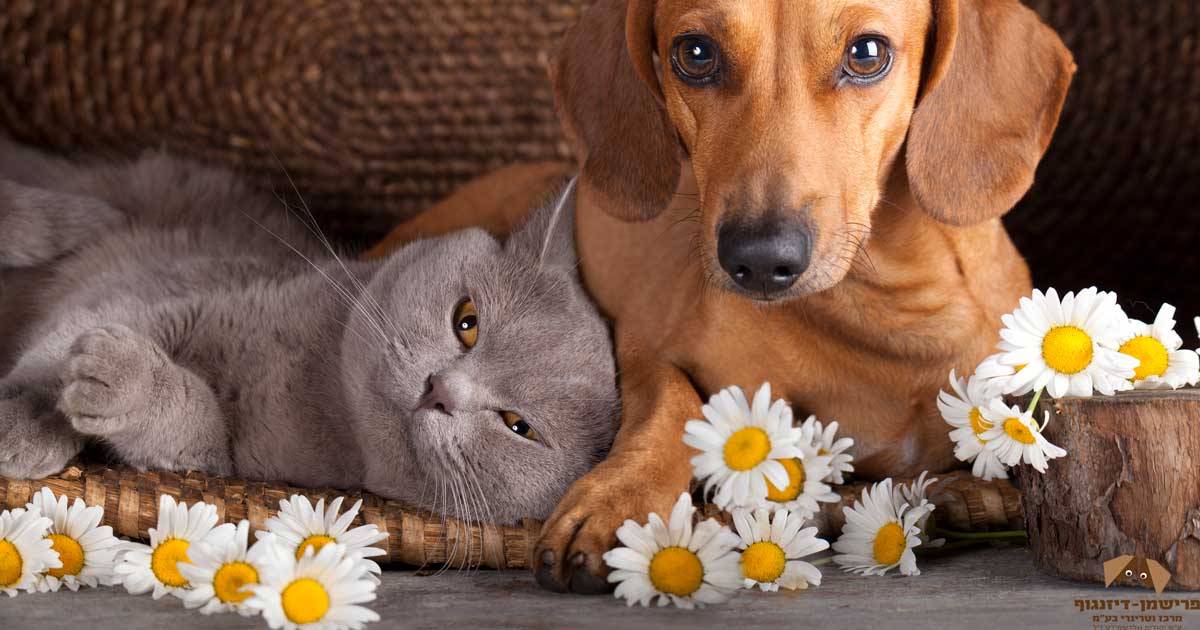 טיפול שיניים לכלבים - 7 טיפים שיעזרו לכם במשימה! 3 וטרינר מומלץ בתל אביב