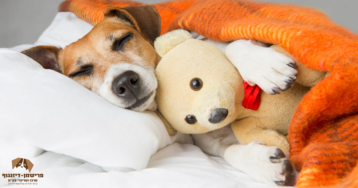 תנו לחיות לחיות - חסנו אותם וחסכו בעיות 8 הטסה רפואית לבעלי חיים