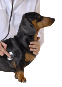 מאמרים 6 ניתוחים לחיות מחמד